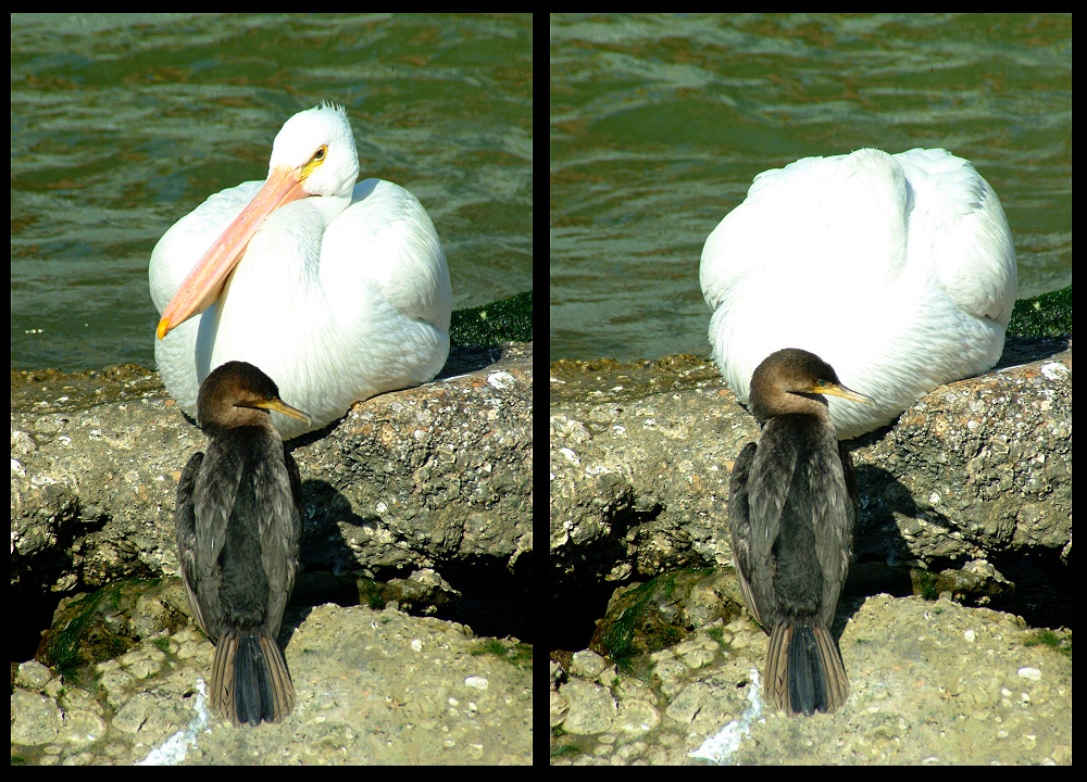 (40) cormorant & pelican montage.jpg   (1000x720)   379 Kb                                    Click to display next picture